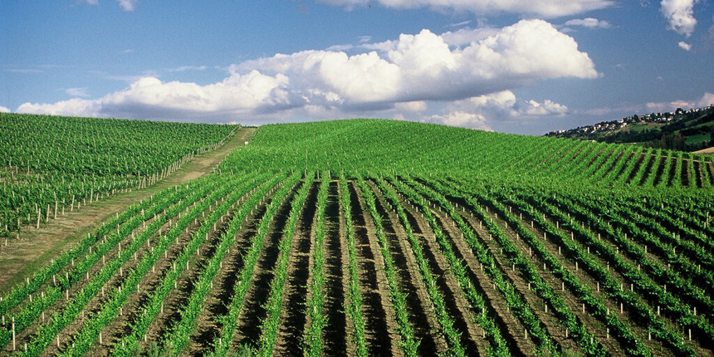 A Vinitaly Jesi e Matelica insieme nel nome del Verdicchio