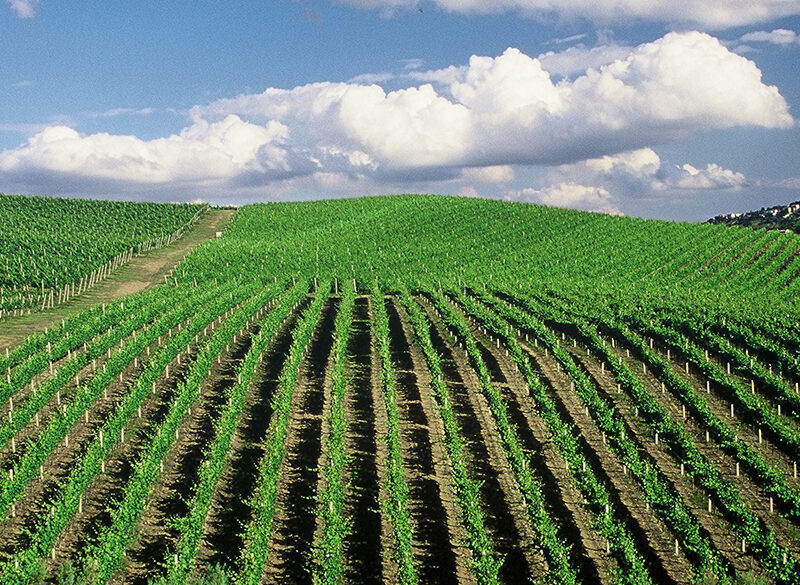 A Vinitaly Jesi e Matelica insieme nel nome del Verdicchio
