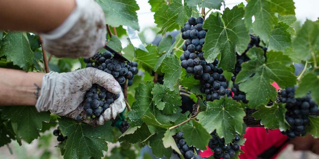 La vendemmia 2023 nell’emisfero meridionale