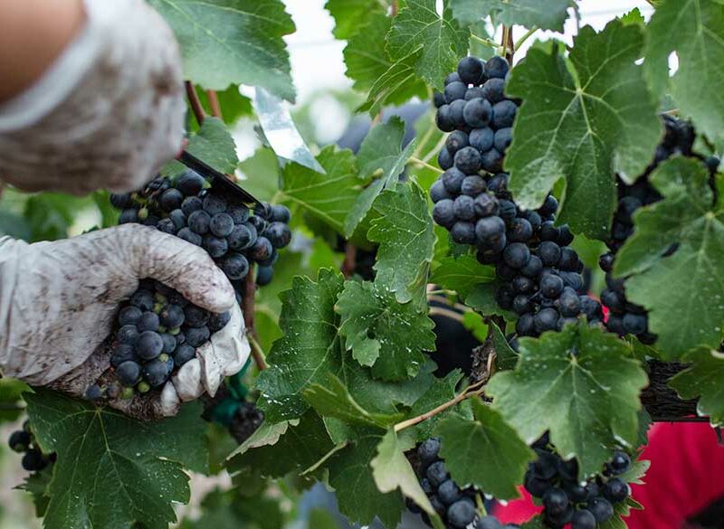 La vendemmia 2023 nell’emisfero meridionale