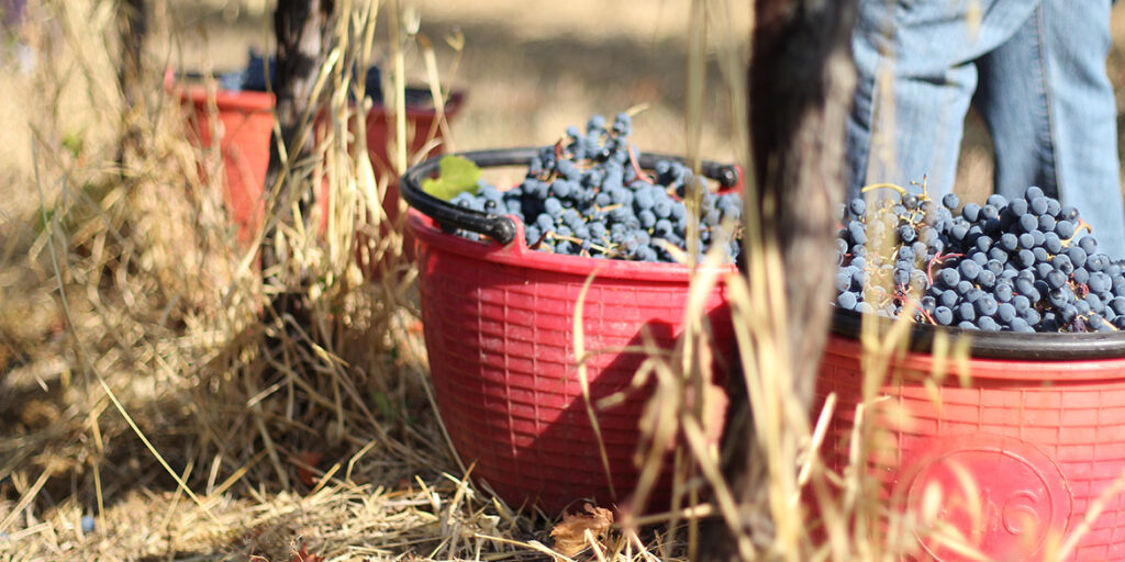 Nelle terre del Lambrusco è in corso una grande operazione di rilancio
