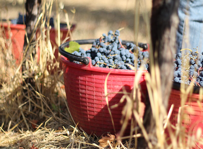 Nelle terre del Lambrusco è in corso una grande operazione di rilancio