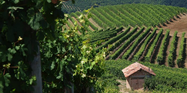 Monferrato Wine Festival, la 1ª edizione il 20 e 21 maggio