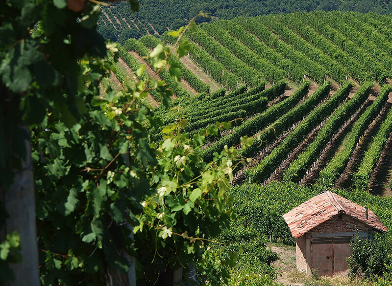 Monferrato Wine Festival, la 1ª edizione il 20 e 21 maggio