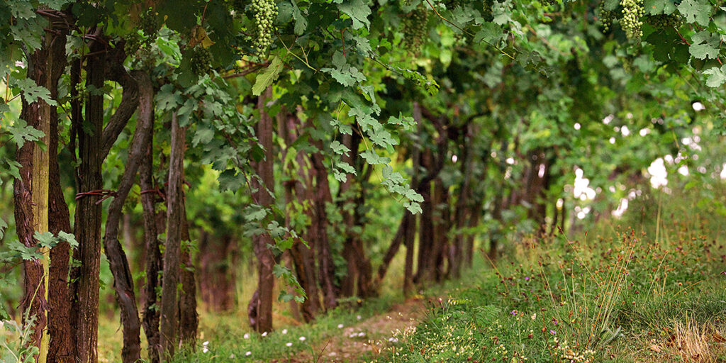 In Franciacorta meno dosaggi e più comunicazione. E i numeri crescono