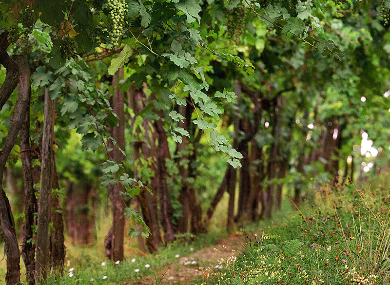 In Franciacorta meno dosaggi e più comunicazione. E i numeri crescono