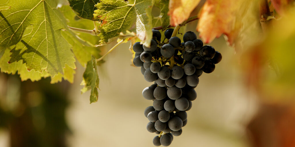 Nel Piceno tra rossi più contemporanei e la stella del Pecorino