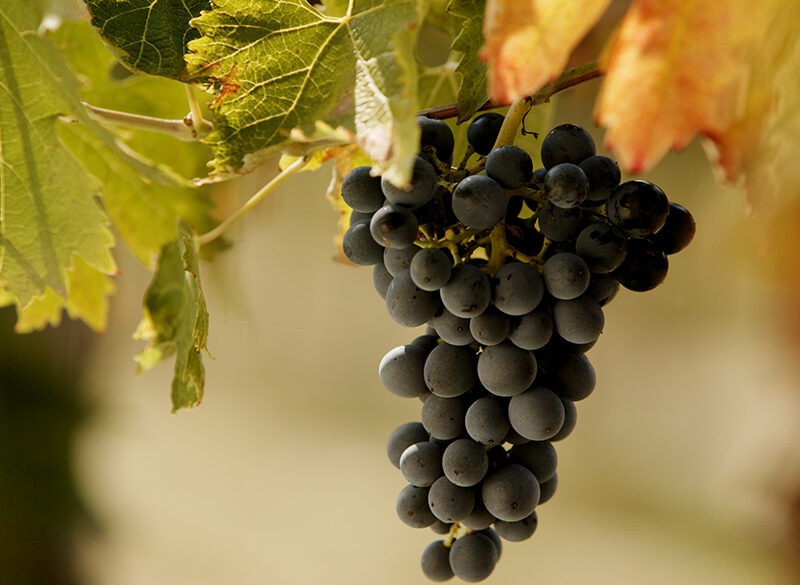 Nel Piceno tra rossi più contemporanei e la stella del Pecorino