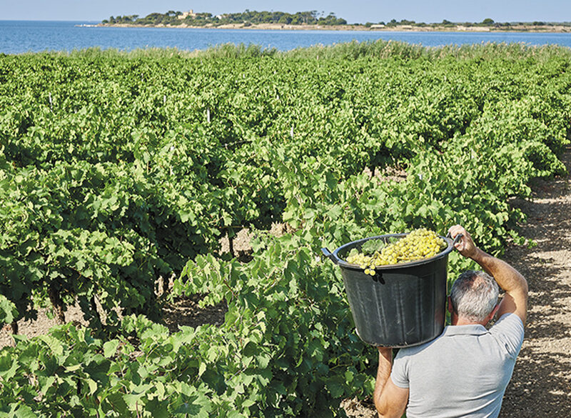 Florio, il Vino per capire il Marsala