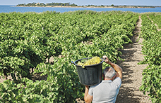 Florio, il Vino per capire il Marsala