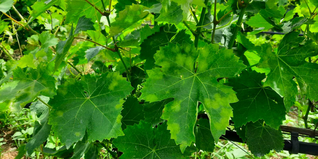 Peronospora, serve un nuovo approccio fatto di prevenzione, reattività e ricerca