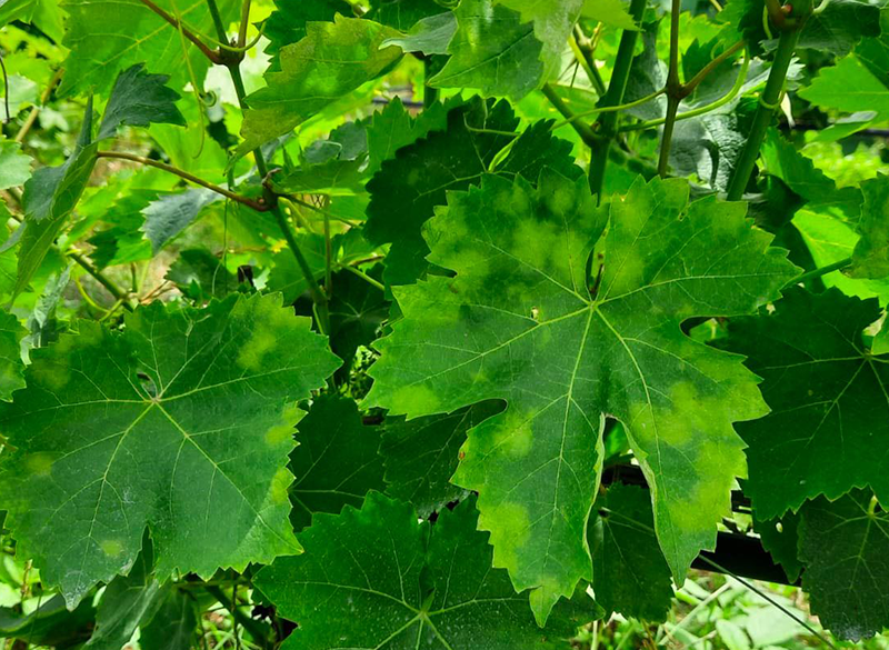 Peronospora, serve un nuovo approccio fatto di prevenzione, reattività e ricerca