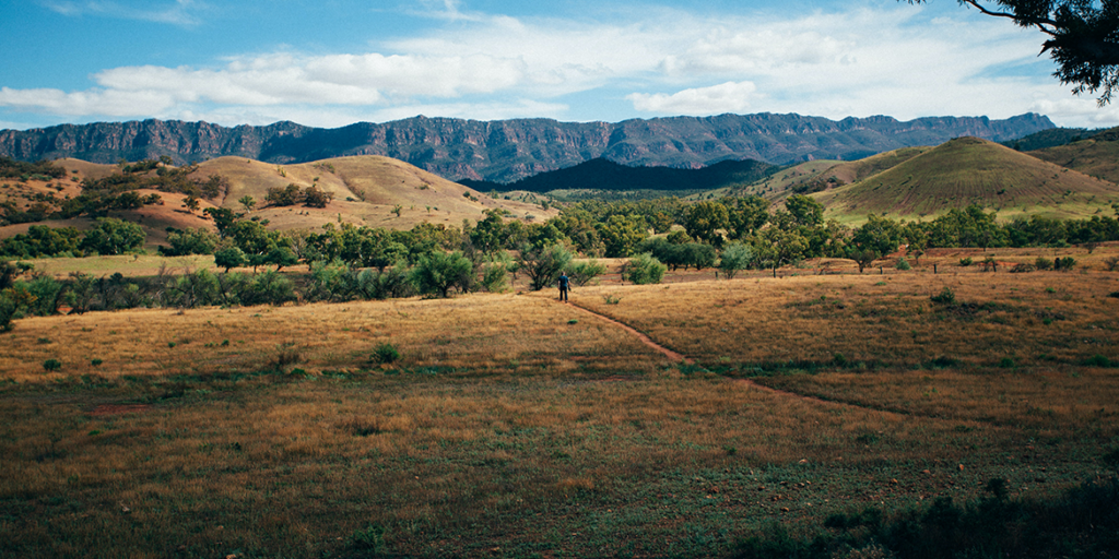 Nel Sud dell’Australia (ma non solo) alcuni viticoltori abbandonano i vigneti