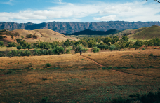 Nel Sud dell’Australia (ma non solo) alcuni viticoltori abbandonano i vigneti