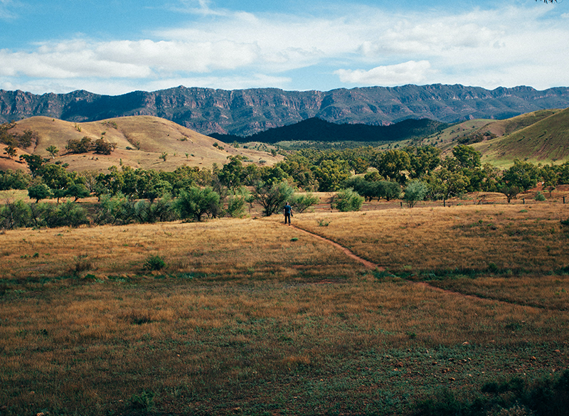 Nel Sud dell’Australia (ma non solo) alcuni viticoltori abbandonano i vigneti