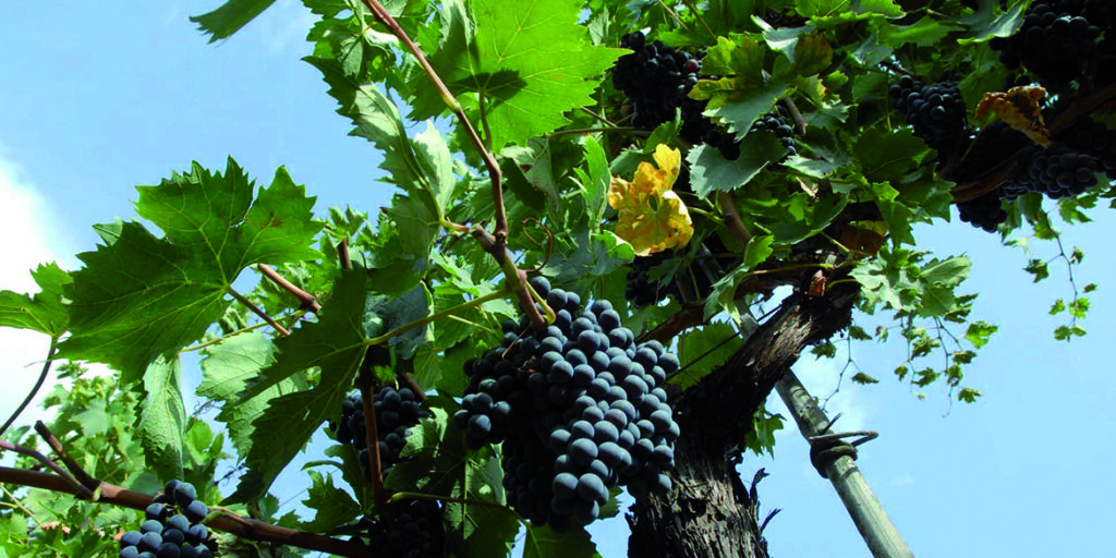 La siccità non fa poi così male. Parola di Sangiovese