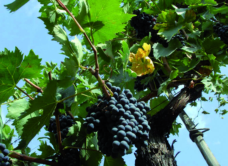 La siccità non fa poi così male. Parola di Sangiovese