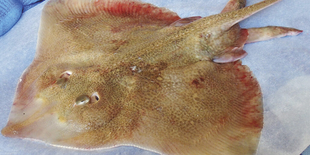 Viaggio nella materia prima (1): razza, un pesce da riscoprire
