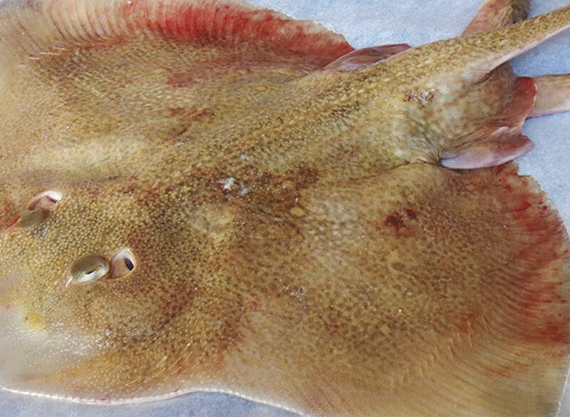 Viaggio nella materia prima (1): razza, un pesce da riscoprire