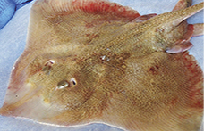 Razza, un pesce da riscoprire