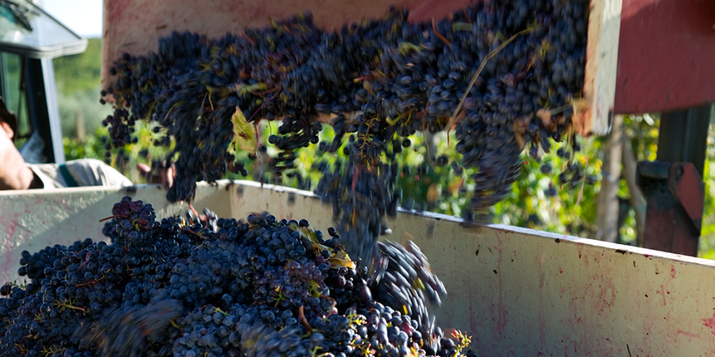 Previsioni vendemmiali 2023: produrremo meno vino. Stavolta siamo felici che la Francia ci batta