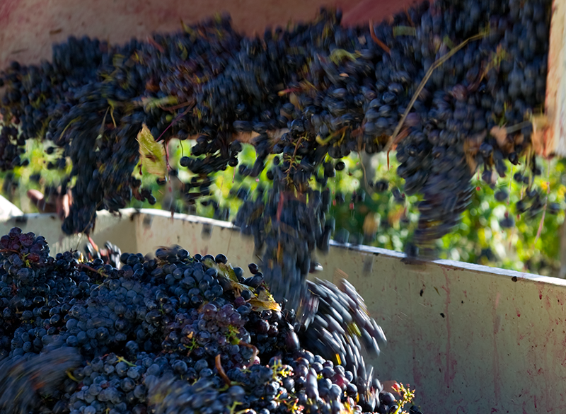 Previsioni vendemmiali 2023: produrremo meno vino. Stavolta siamo felici che la Francia ci batta
