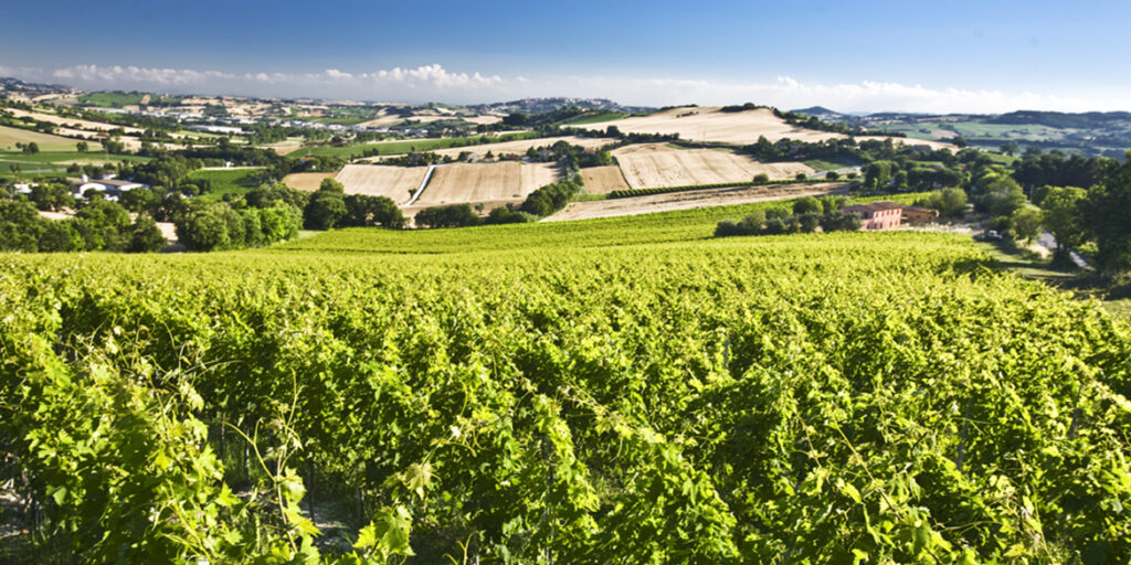 Nelle terre del Verdicchio la diversità è la carta vincente