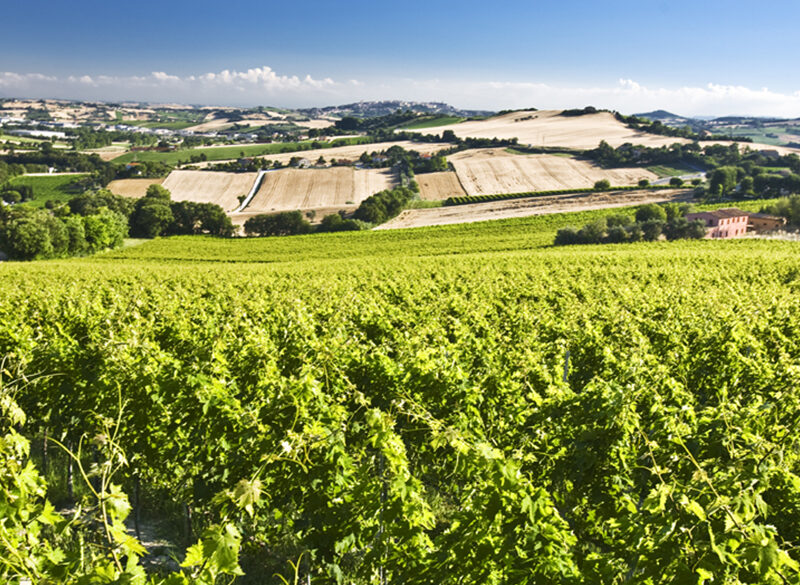 Nelle terre del Verdicchio la diversità è la carta vincente