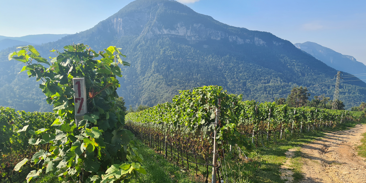 Alto Adige Wine Summit. Le identità del Pinot nero