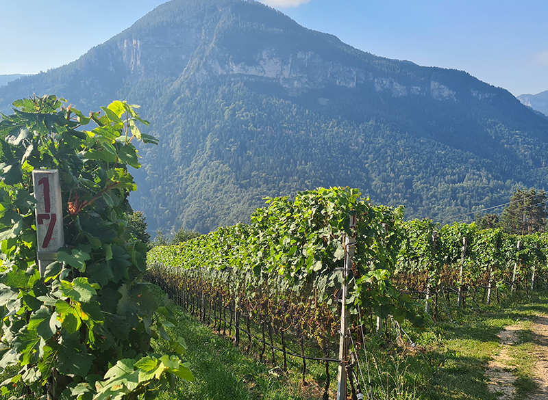 Alto Adige Wine Summit. Le identità del Pinot nero