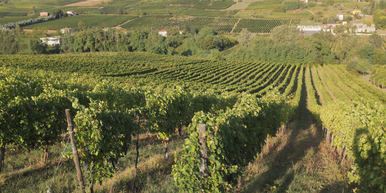 Oltrepò, Montalcino, Colli Orientali. Le ultime acquisizioni nel mondo del vino