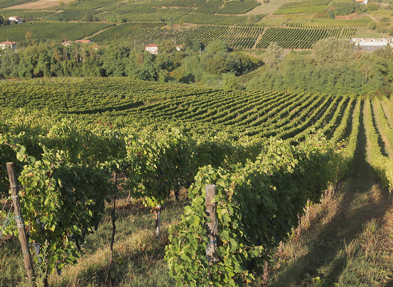 Oltrepò, Montalcino, Colli Orientali. Le ultime acquisizioni nel mondo del vino