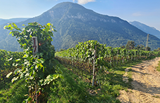 Alto Adige Wine Summit. Le identità del Pinot nero