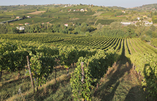 Oltrepò, Montalcino, Colli Orientali. Le ultime acquisizioni nel mondo del vino