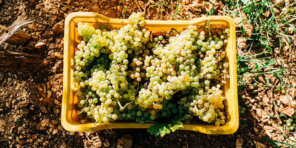 Vendemmia 2023: le previsioni  in Francia e Spagna