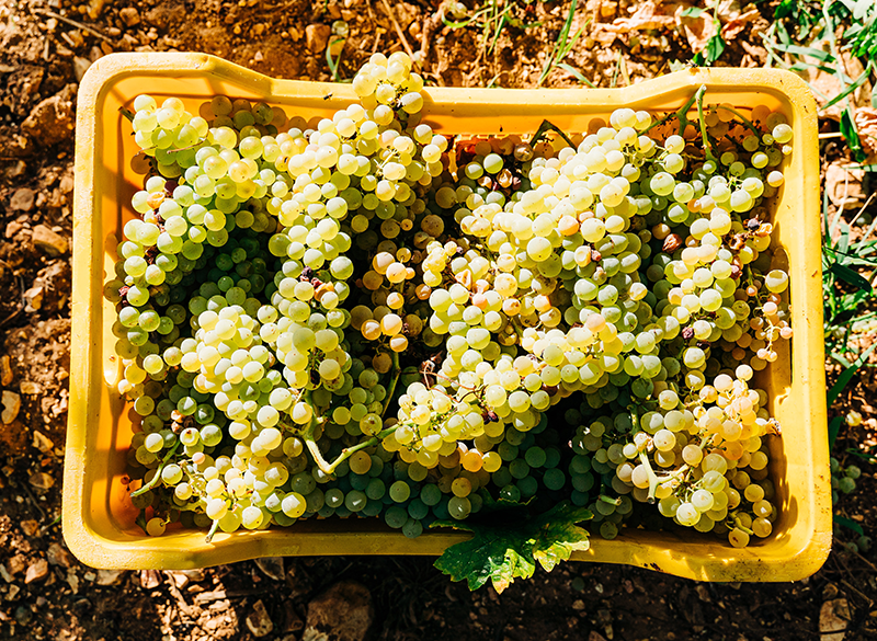 Vendemmia 2023: le previsioni  in Francia e Spagna