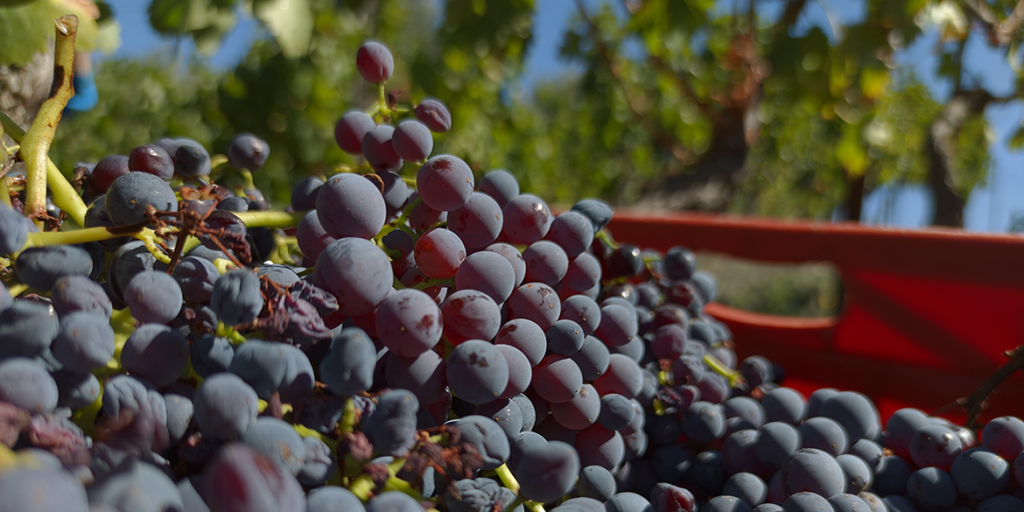 Vendemmia 2023: le previsioni nel Nord Europa e in California