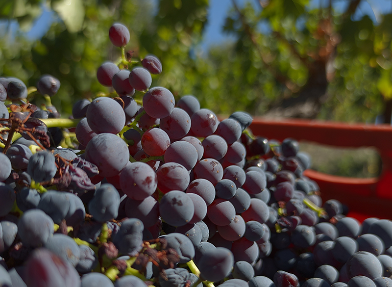 Vendemmia 2023: le previsioni nel Nord Europa e in California