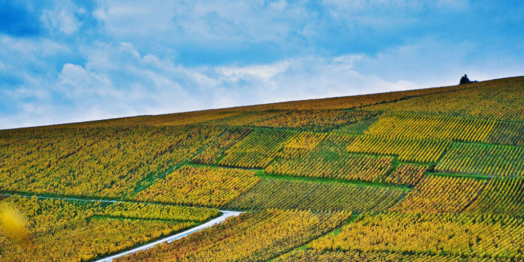 La Champagne e le condizioni dei vendemmiatori stranieri