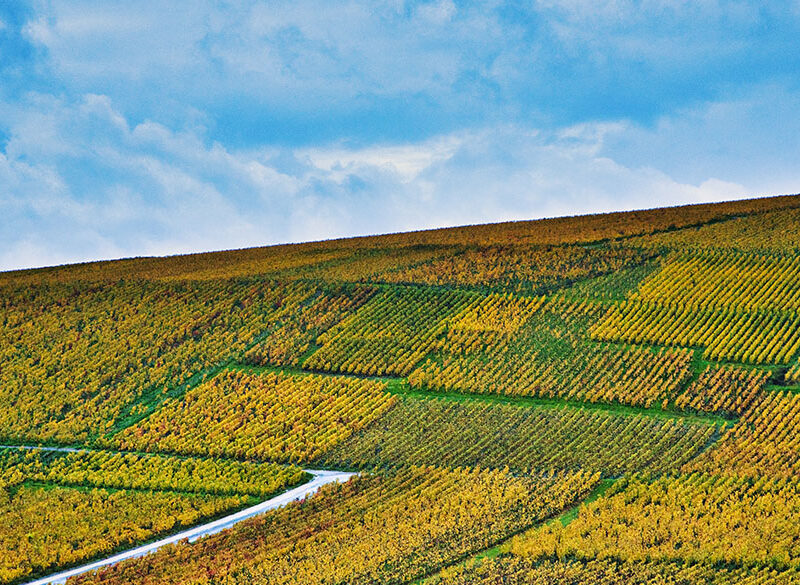 La Champagne e le condizioni dei vendemmiatori stranieri
