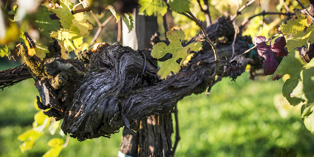 Bianca e Brando, elogio di due vini contemporanei pensati da Brandino Brandolini d’Adda