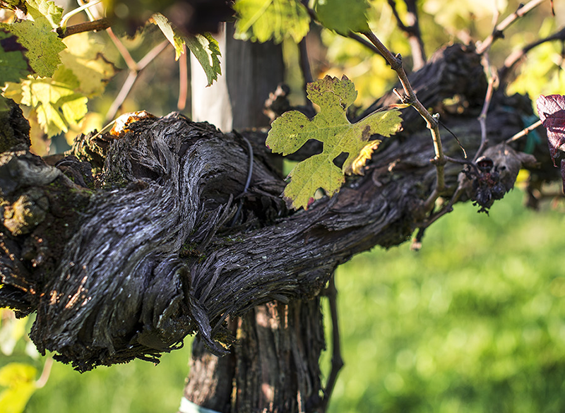 Bianca e Brando, elogio di due vini contemporanei pensati da Brandino Brandolini d’Adda