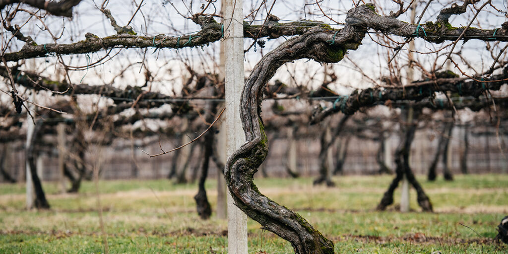 Lo strano caso del Gelsaia Cecchetto, vino che cambia per rimanere se stesso