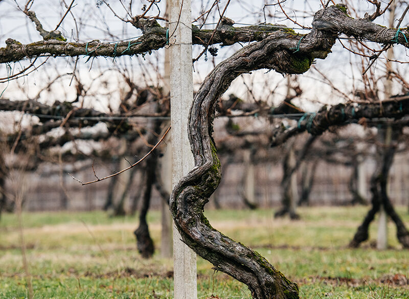 Lo strano caso del Gelsaia Cecchetto, vino che cambia per rimanere se stesso