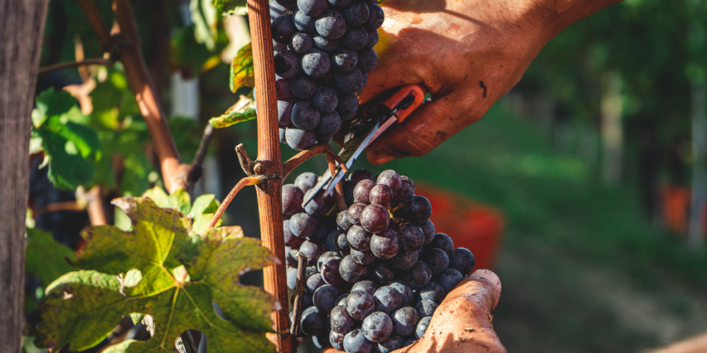 Produzione mondiale di vino: mai così bassa dal 1961