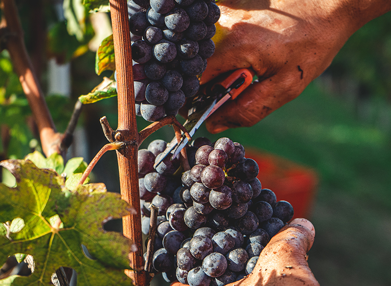 Produzione mondiale di vino: mai così bassa dal 1961