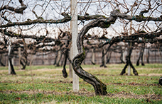 Lo strano caso del Gelsaia Cecchetto, vino che cambia per rimanere se stesso