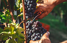 Produzione mondiale di vino: mai così bassa dal 1961