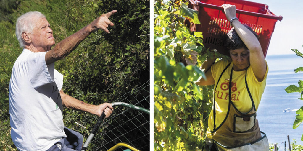VigneCorte, storia di un vigneron montanaro e della sua preziosa eredità