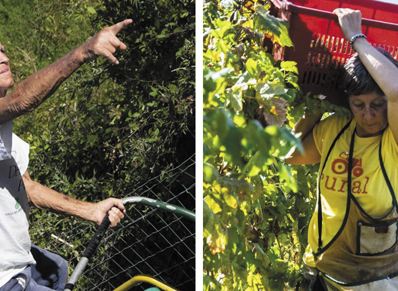 VigneCorte, storia di un vigneron montanaro e della sua preziosa eredità